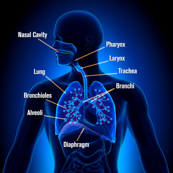 firs-aid-course-respiratory-system-lungs-anatomy-view